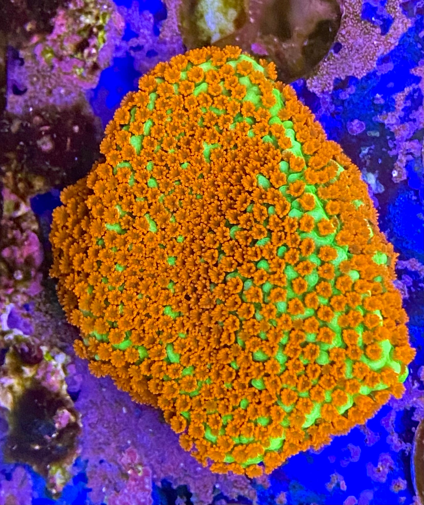 Grinch Montipora