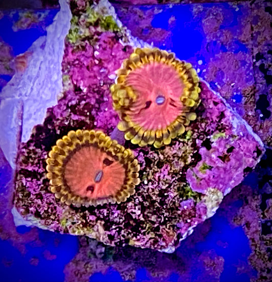 RRC Pink Diamond Zoa (2 polyps)