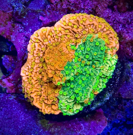 WWC Sunfire Grafted Cap