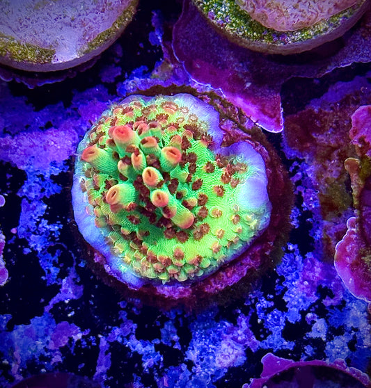 Strawberry Shortcake