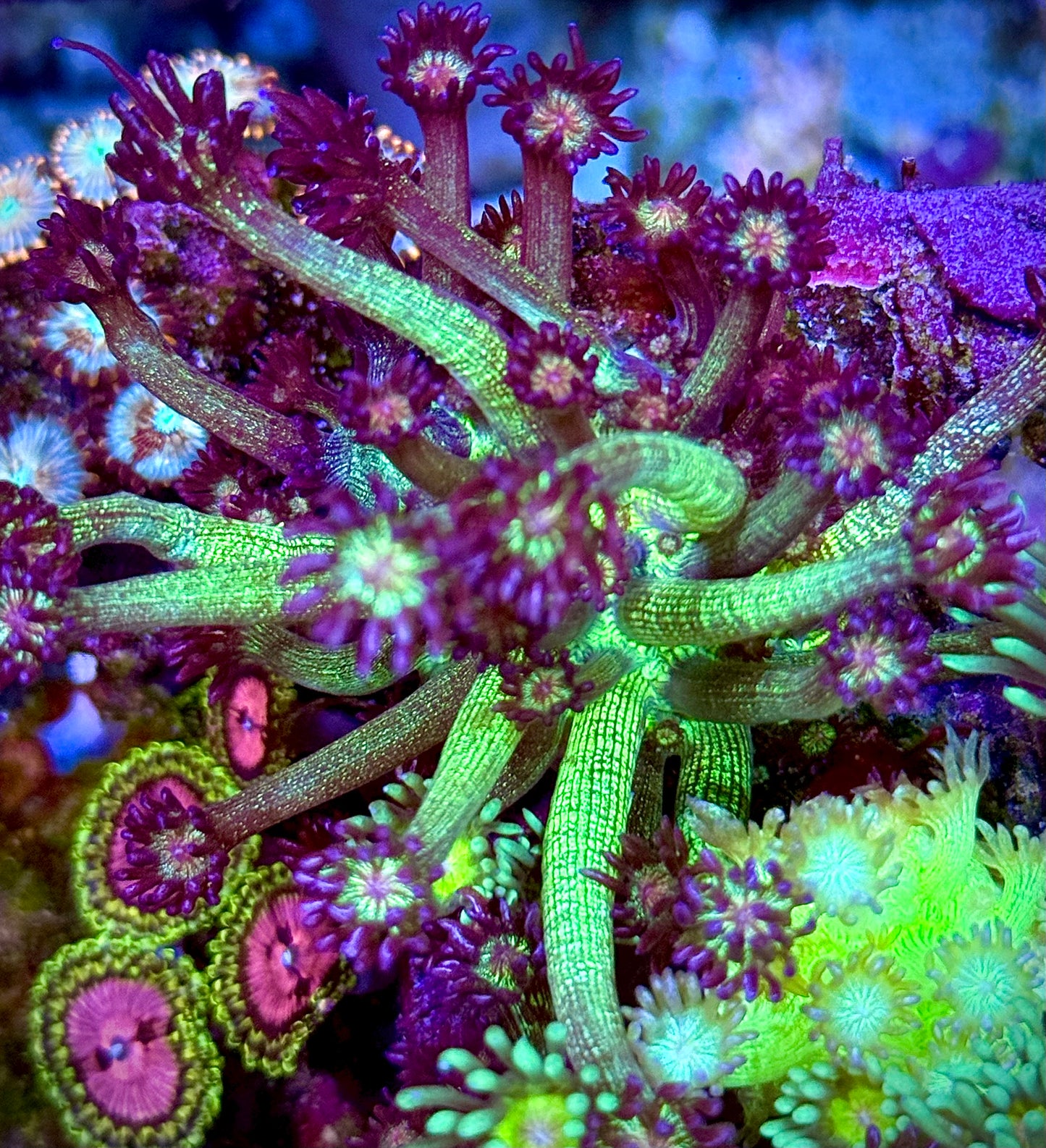 Glitter Bomb Goniopora