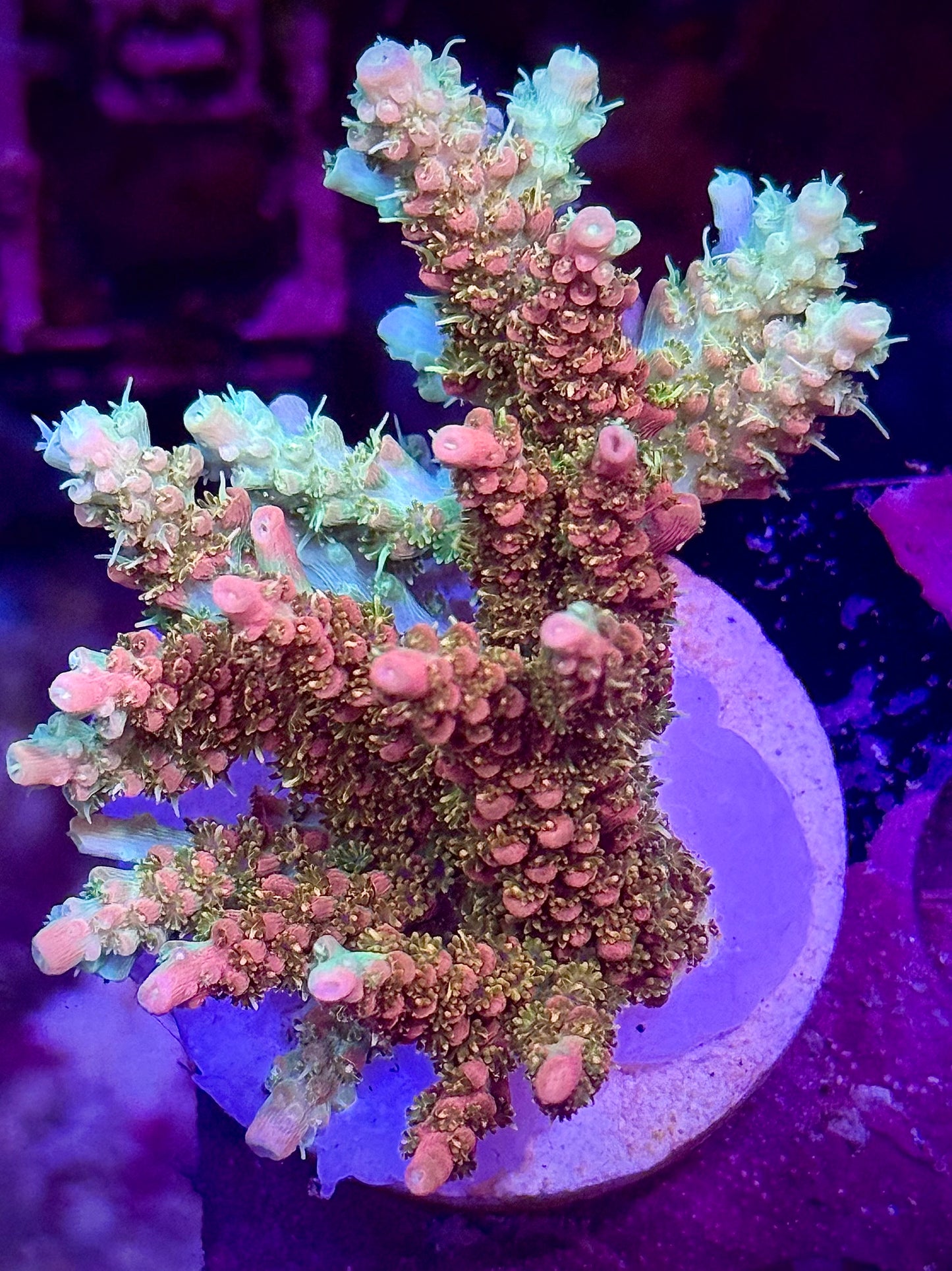 CB Tangerine Dreams (XXL)