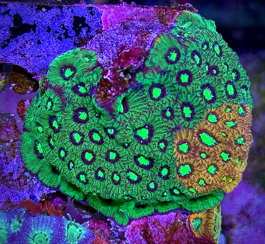 RC Rain of War Favia