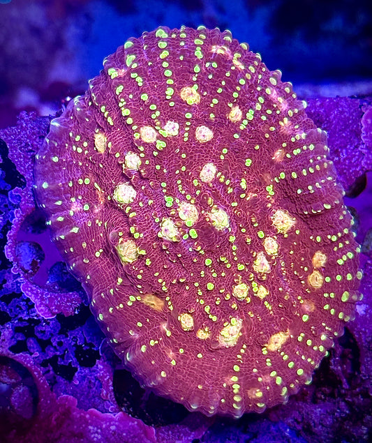 JF Gold Meister Chalice (XL)