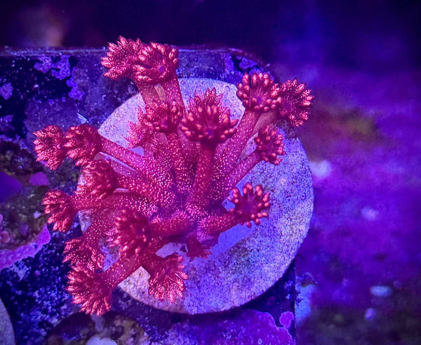 Red Glitter Bomb Goniopora
