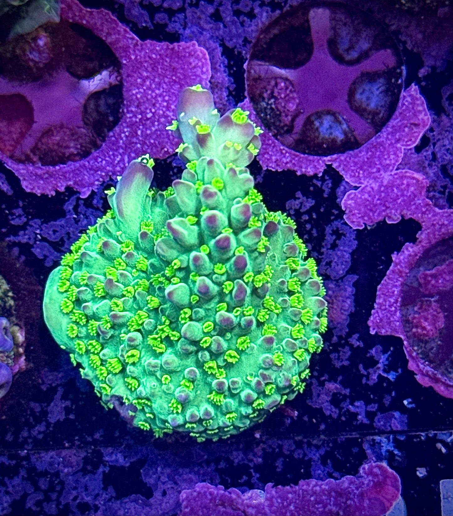 LRO Buzz Lightyear