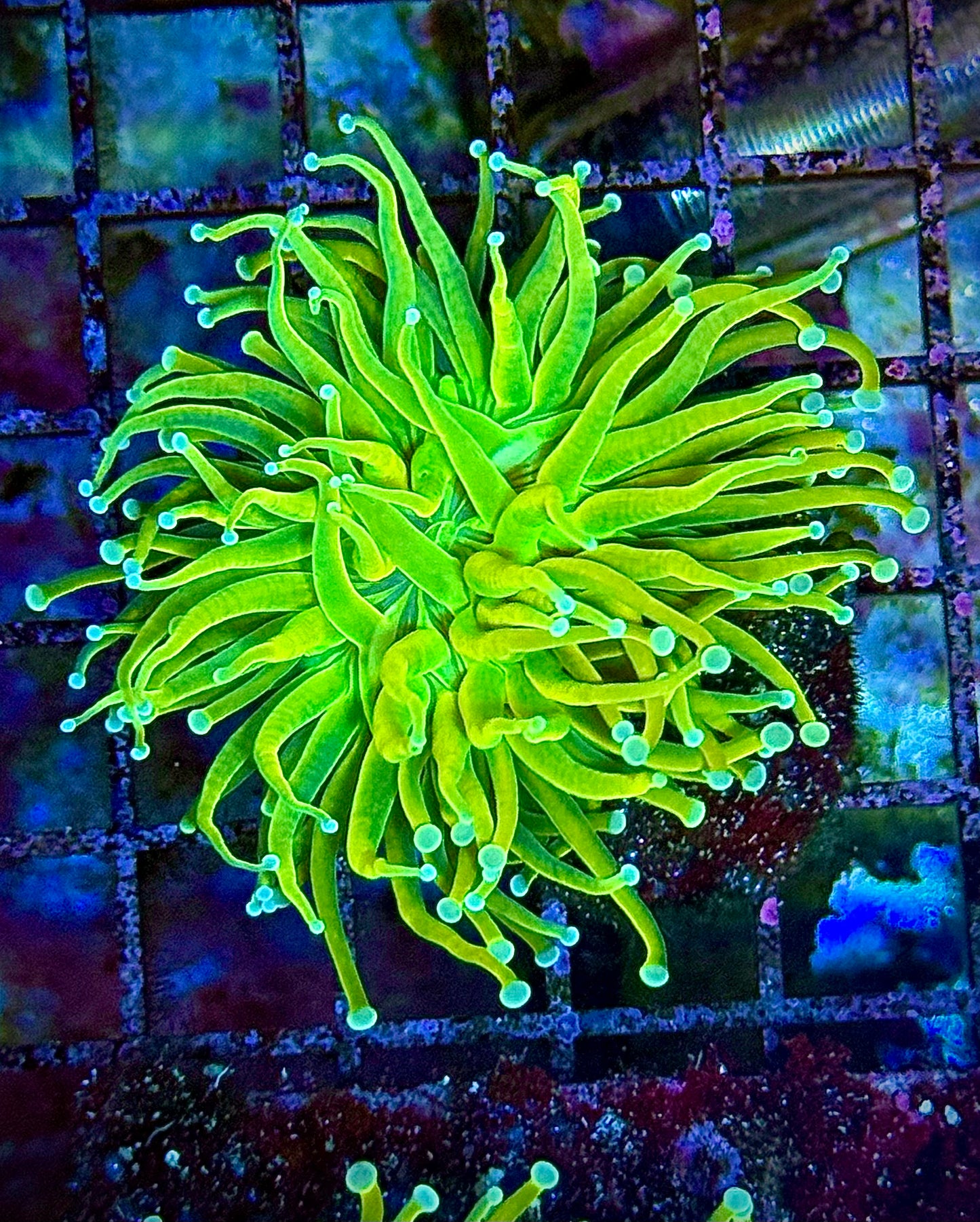 OG TSA Holy Grail Torch