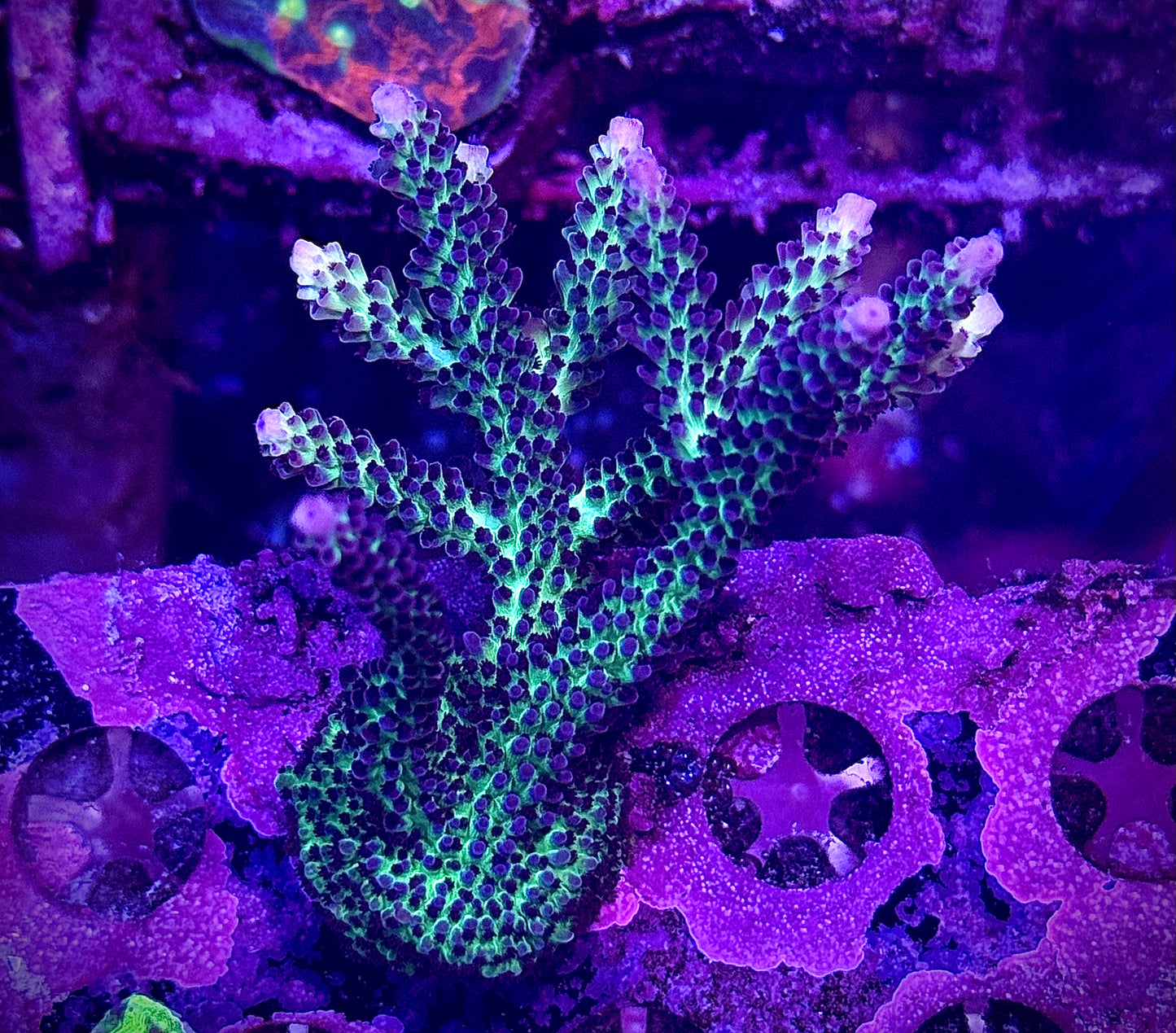 RR “the Vinh” (Mini Colony)