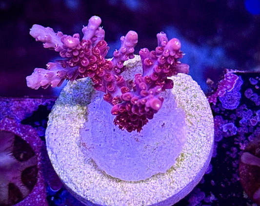 Vivid’s Confetti (multi-branch)