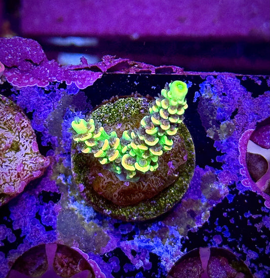 BK Chem Fruit Loops