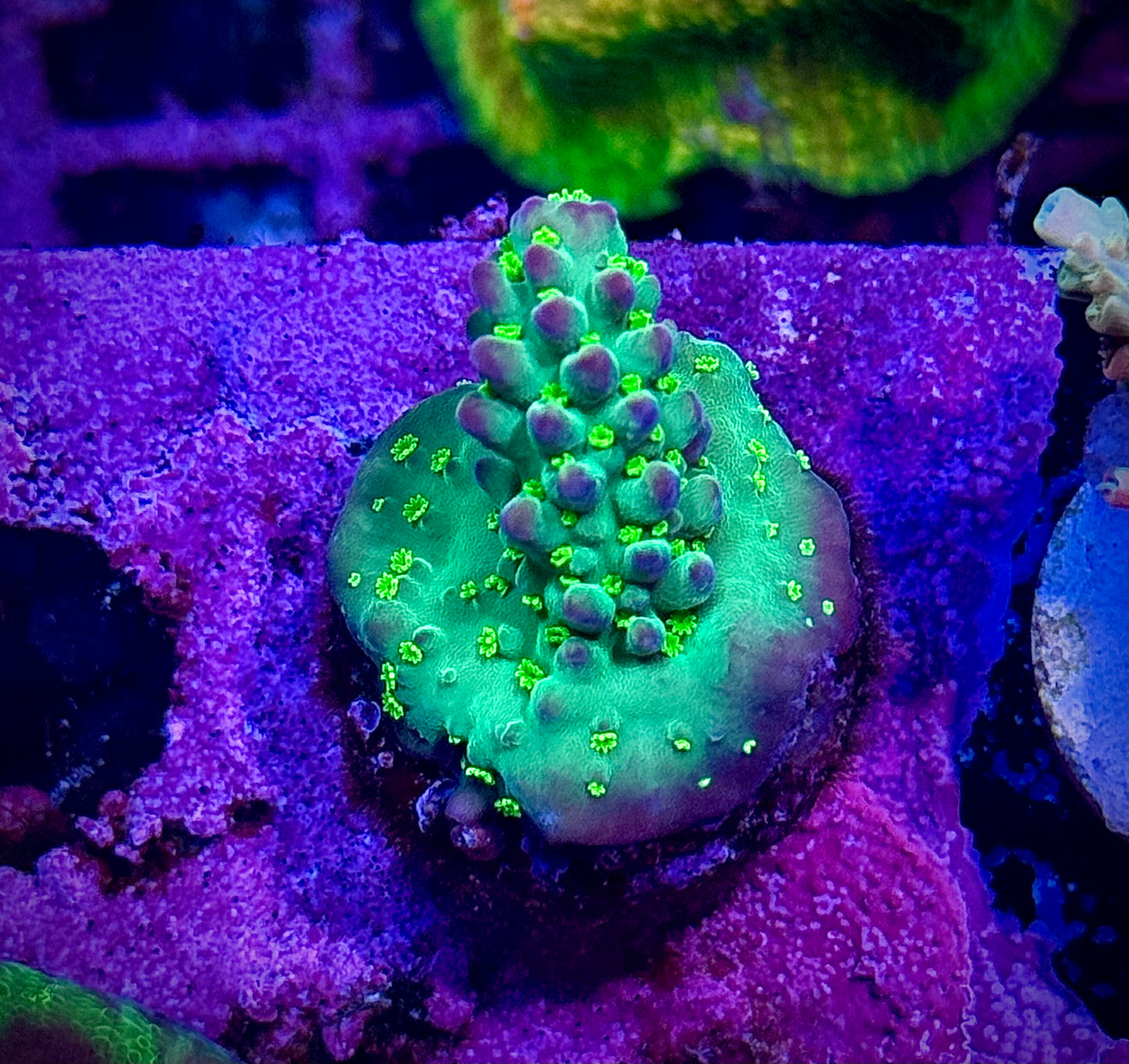 LRO Buzz Lightyear
