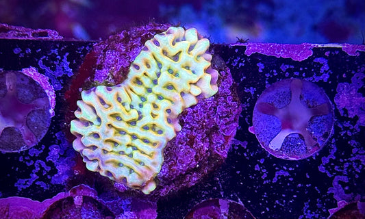 JF Beach Bum Montipora