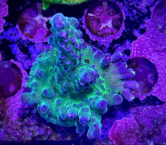 WWC Yellow Tips (Chunky)