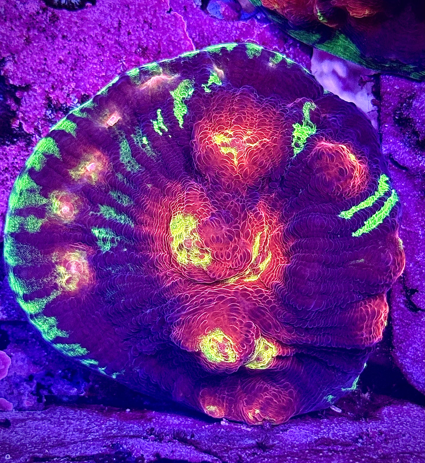 JF Chemical Reaction Chalice (Colony)