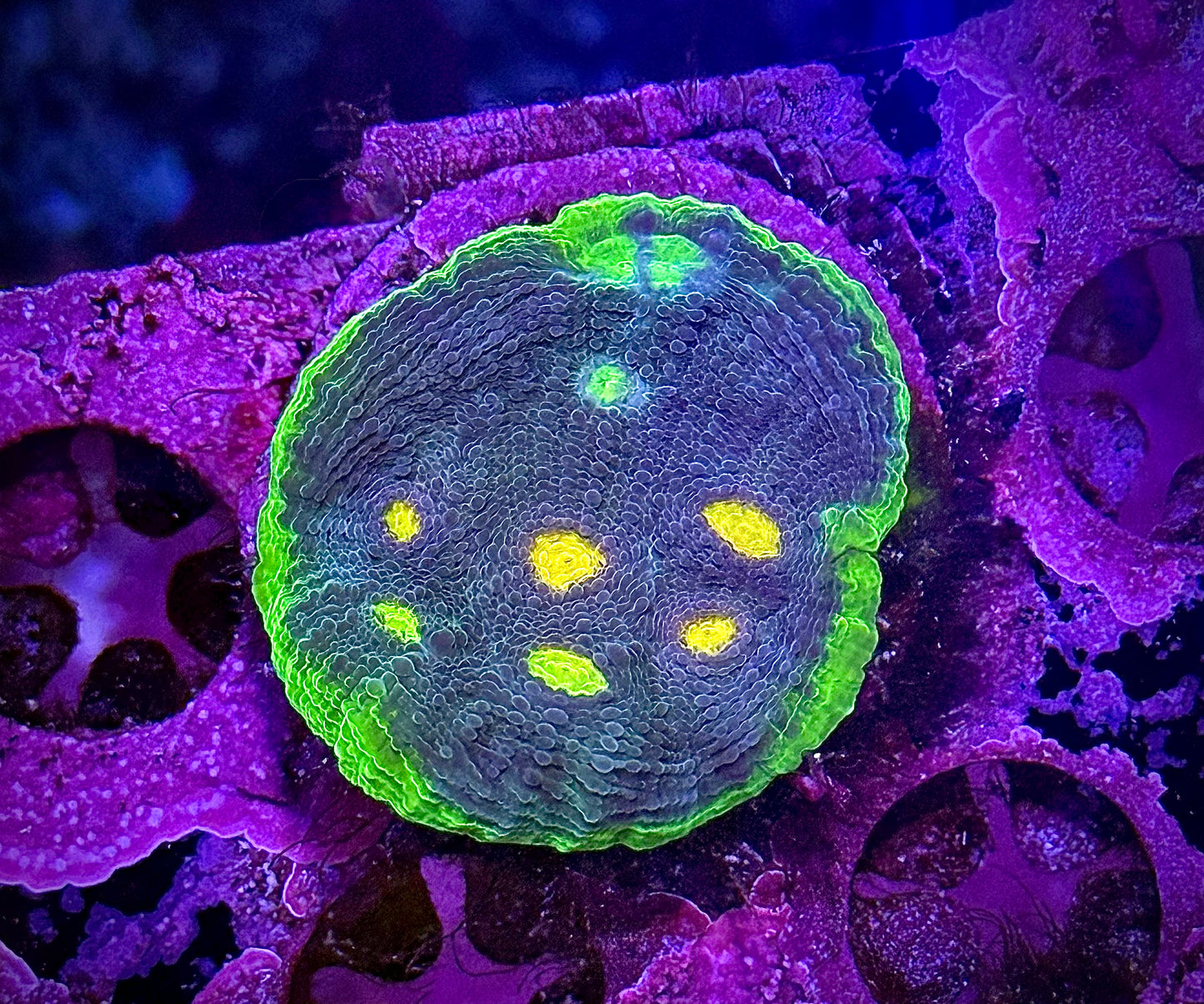 WWC Jellybean Chalice (Blue Cut)