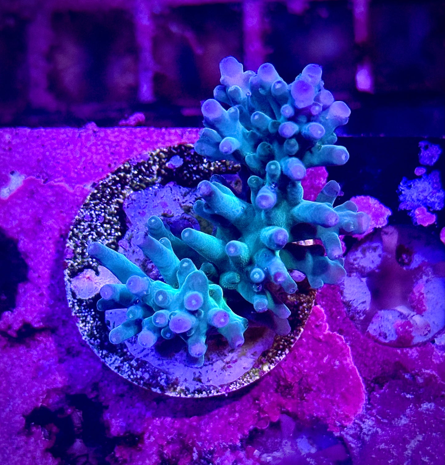 Hawkins Echinata (Chunky)