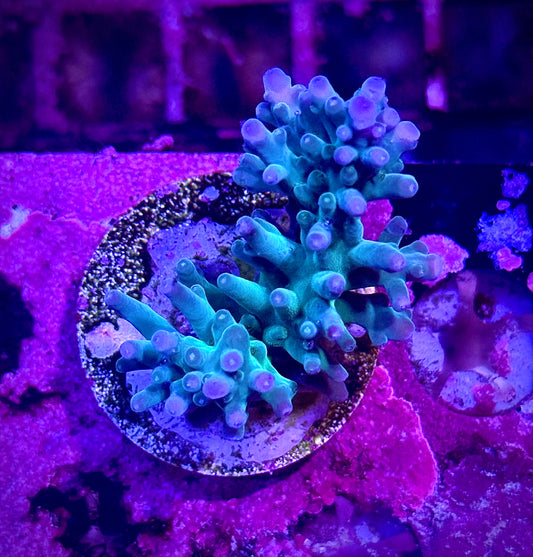 Hawkins Echinata (Chunky)
