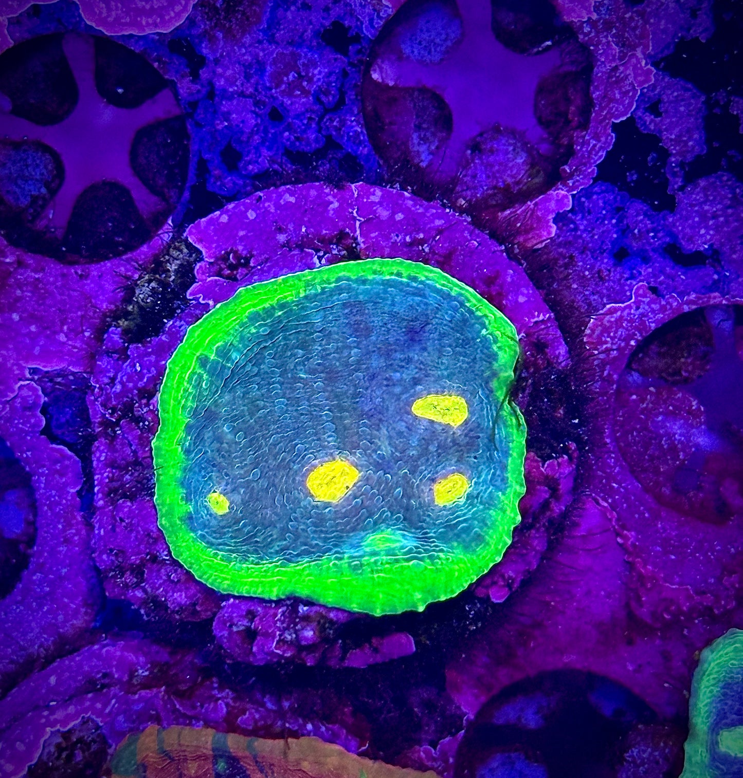 WWC Jellybean Chalice (Blue Cut)