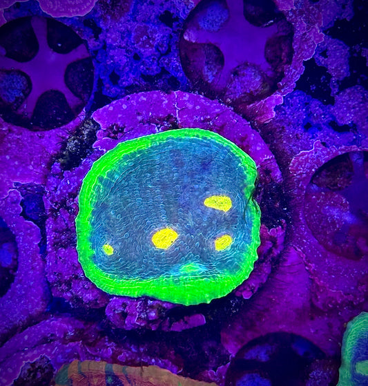 WWC Jellybean Chalice (Blue Cut)