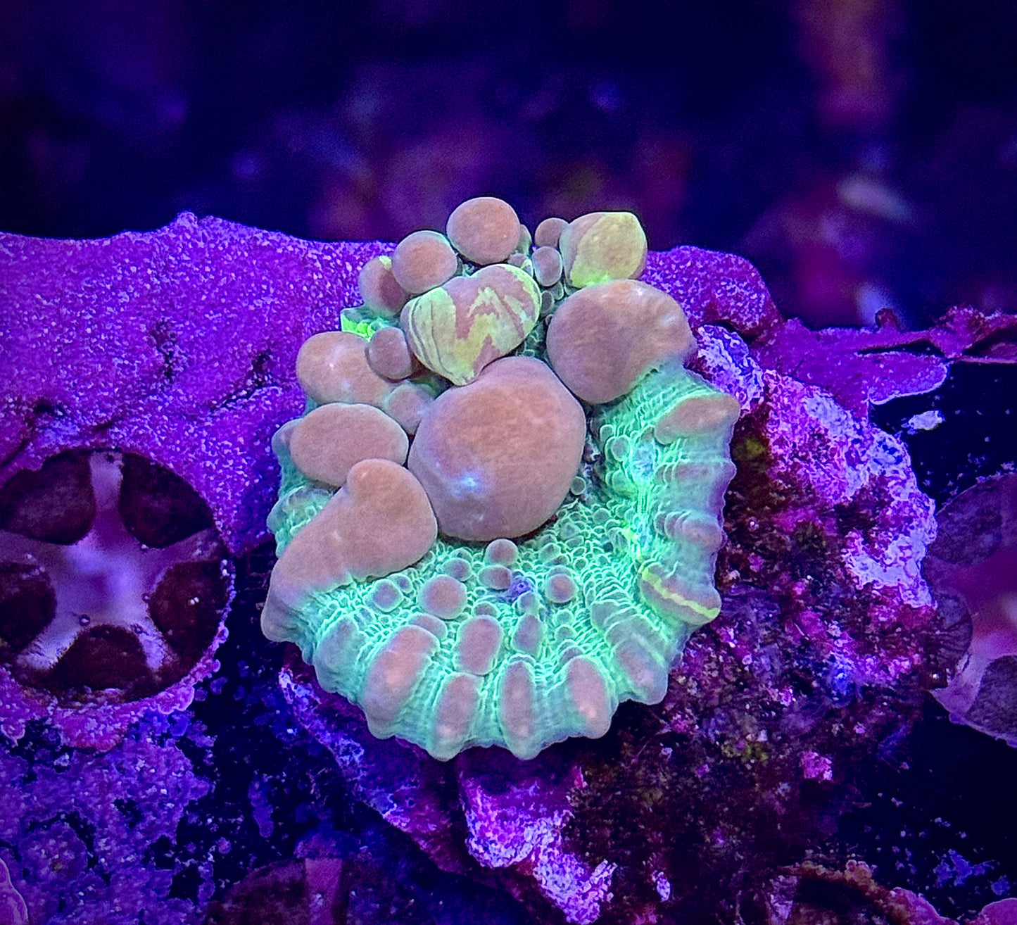 WWC Cosmic Candy Chalice