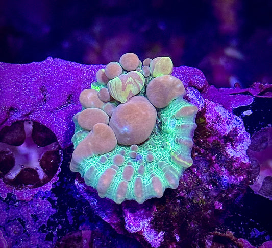 WWC Cosmic Candy Chalice