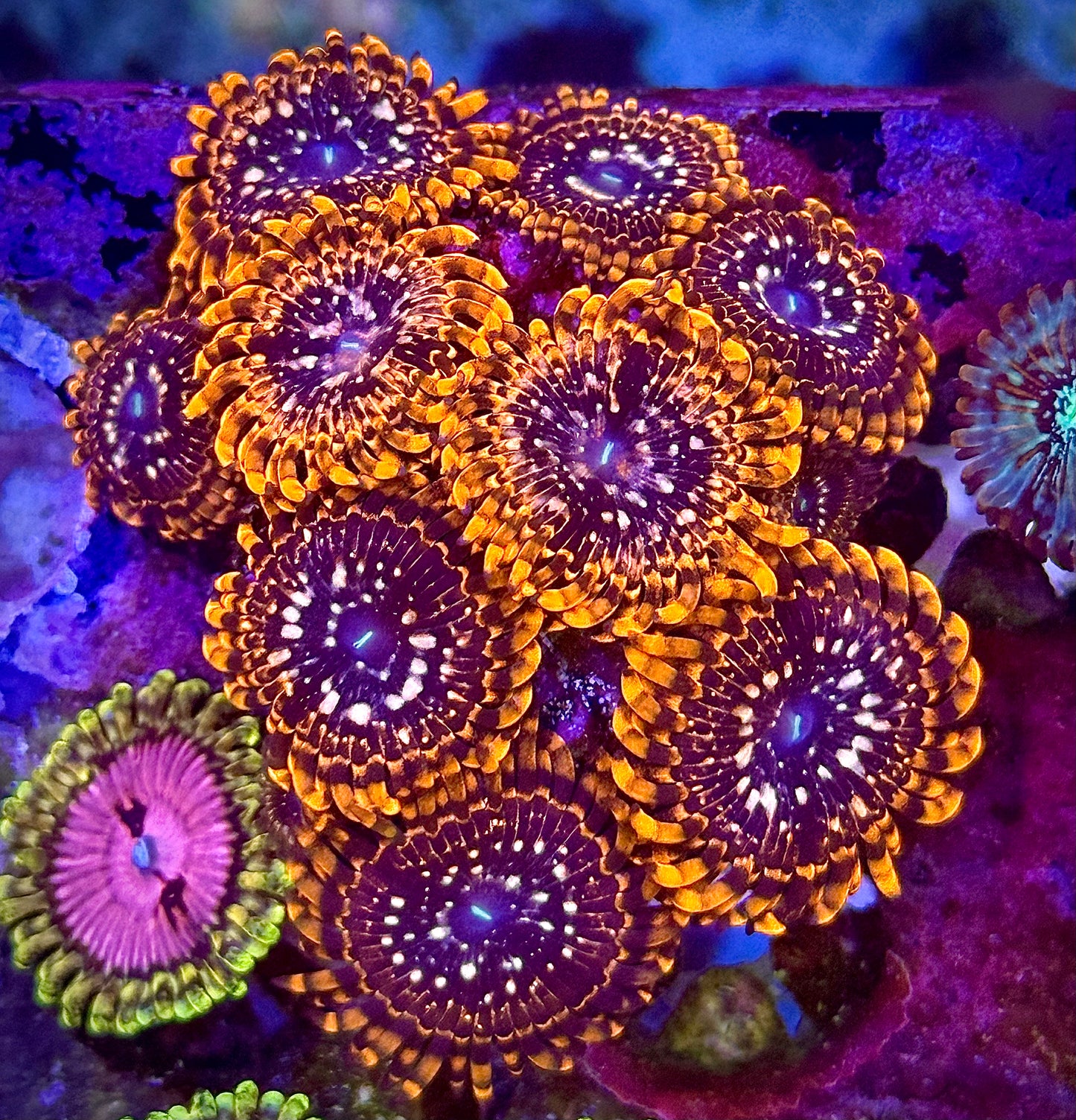 Utter Chaos (Chunky)