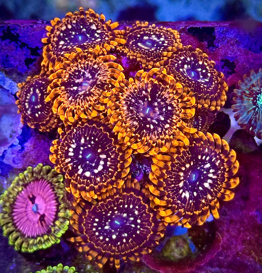 Utter Chaos (Chunky)