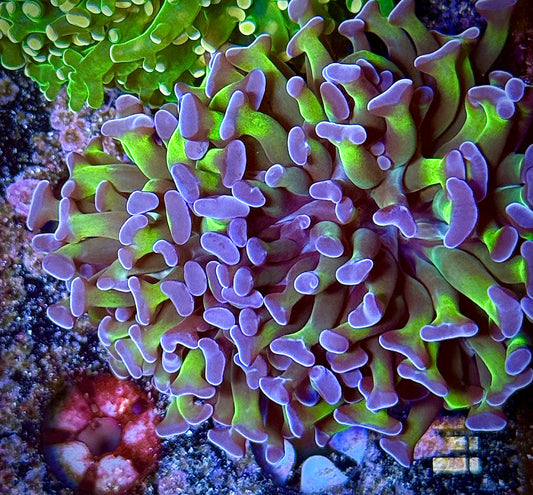 Purple Tip Green Stem Hammer (2 heads)