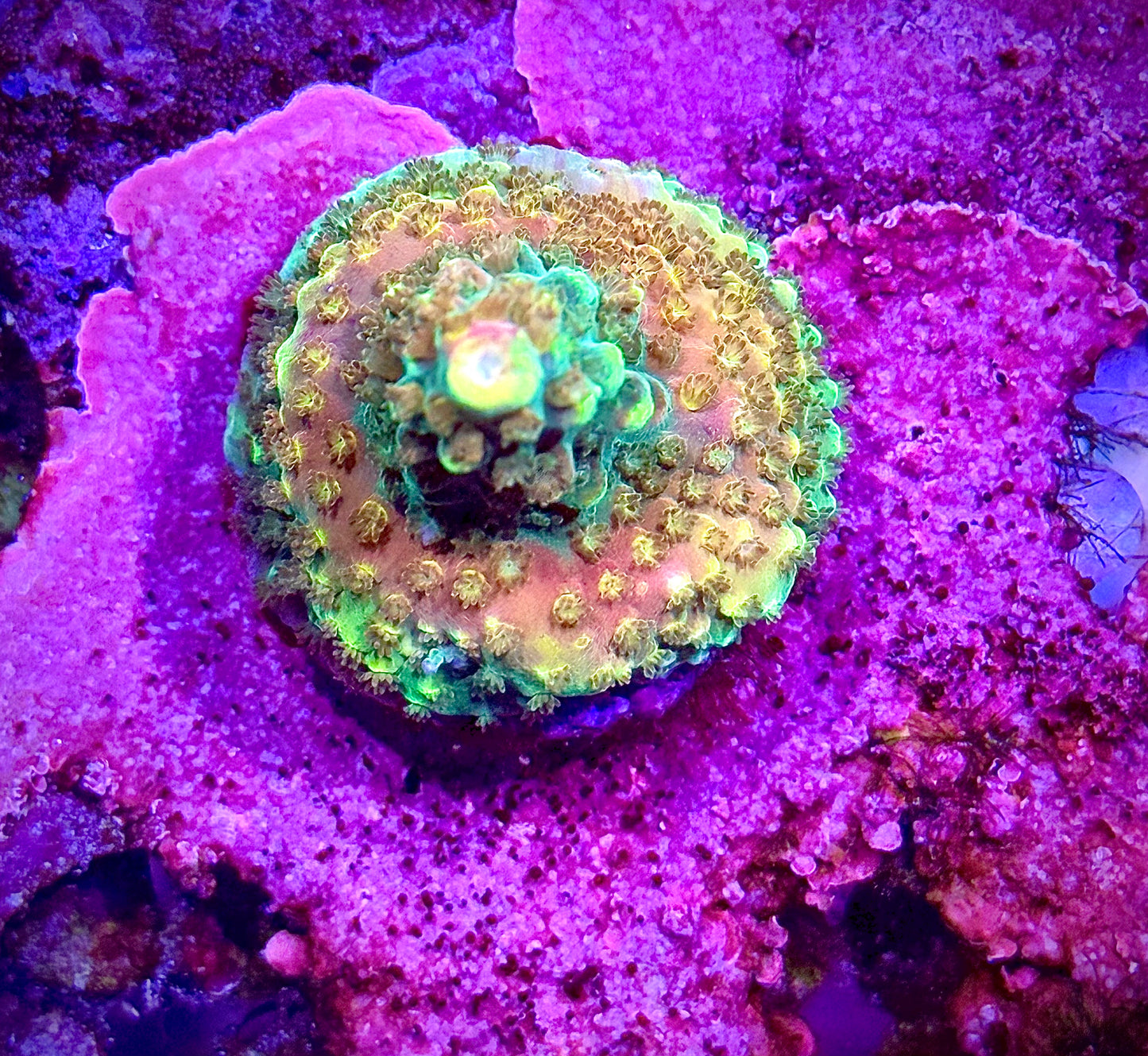 BC Bubble Bath Unicorn