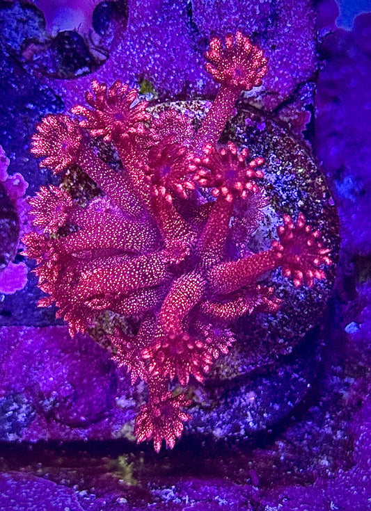 Red Glitter Bomb Goniopora