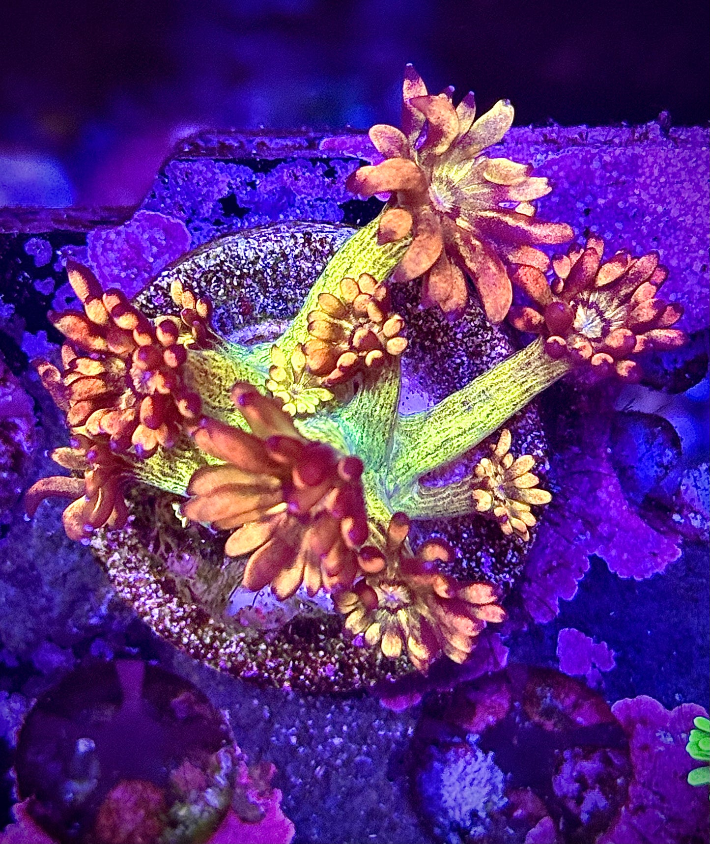 UC Amazeballs Goniopora