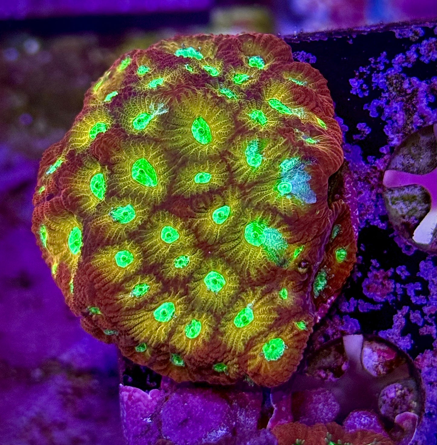 WWC Pyrokinesis Favites