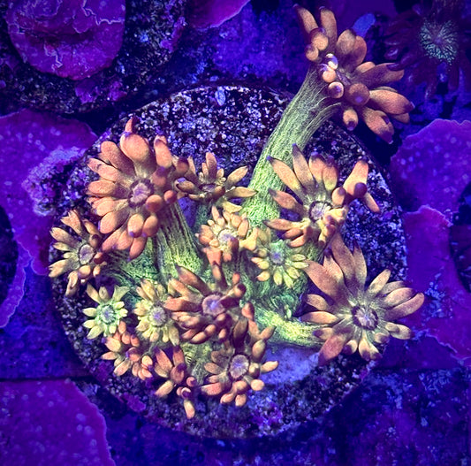 UC Amazeballs Goniopora