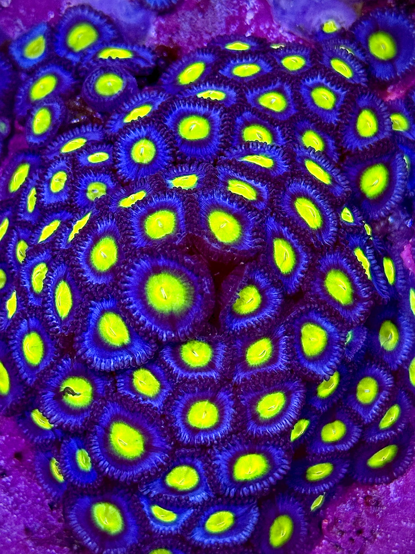 WWC AOI Zoa