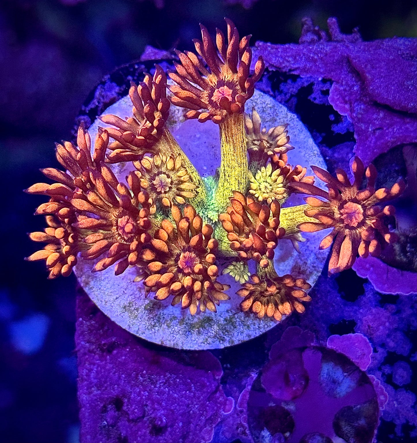 UC Amazeballs Goniopora