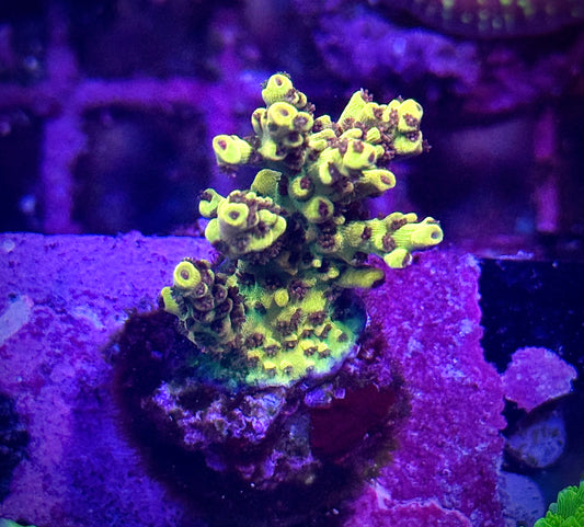 Tyree Pink Lemonade (Multi-branch)