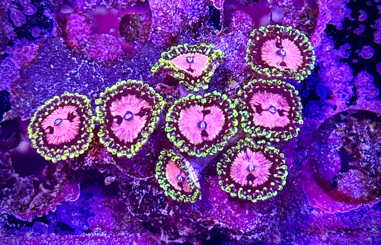 RRC Pink Diamond Zoanthids