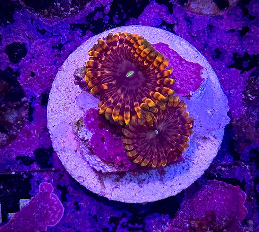 Fairy Fart Zoanthids