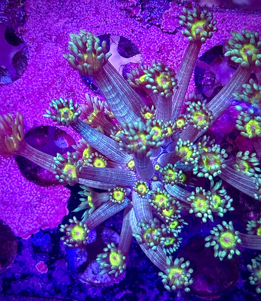 Lemon Head Goniopora