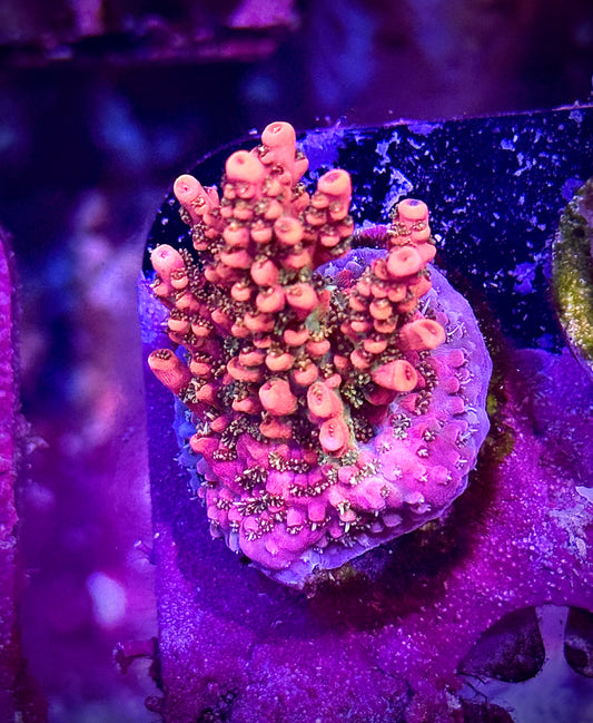 CB Tangerine Dreams