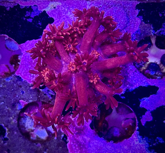 ORA Red Goniopora