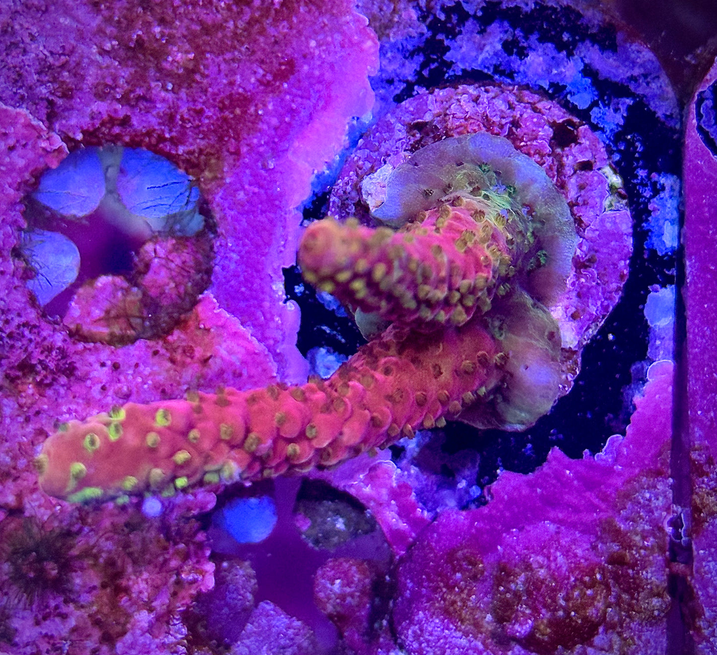 WWC Christmas Mirabilis