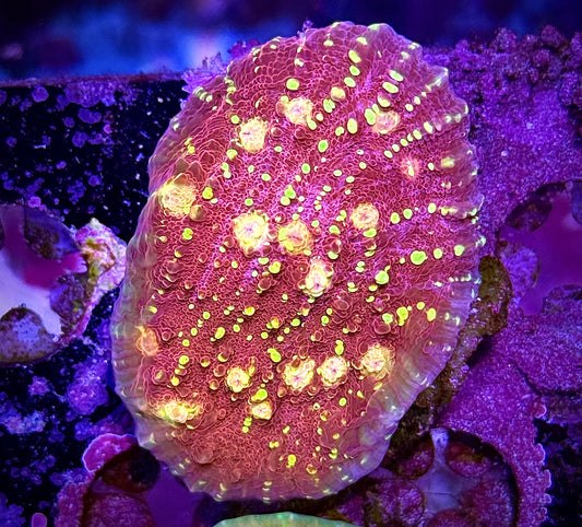 JF Gold Meister Chalice