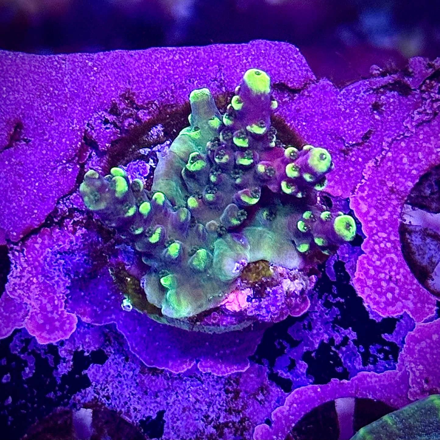 LRO Lunar Lemonade