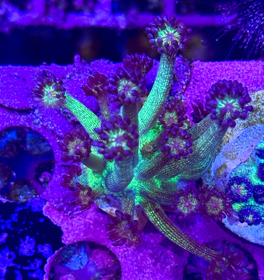 Glitter Bomb Goniopora