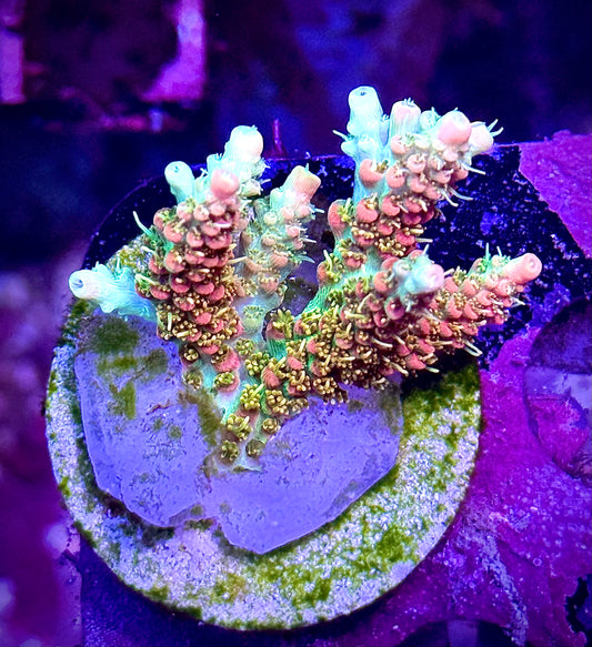 CB Tangerine Dreams
