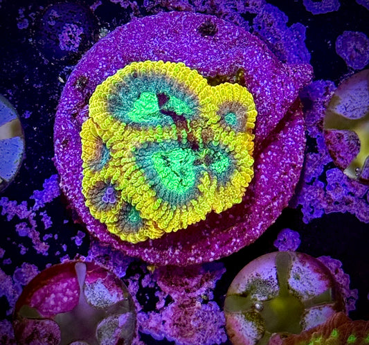 JF Yellow Submarine Favia (Small)