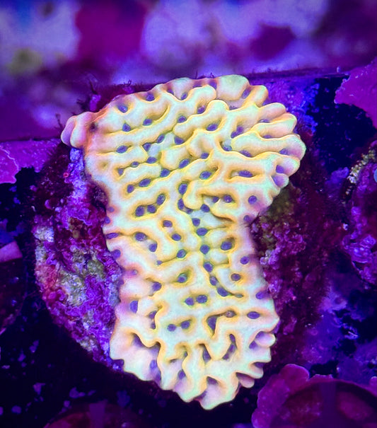 JF Beach Bum Montipora
