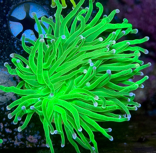 Bicolor Tipped Cotton Candy Torch (1 head splitting)