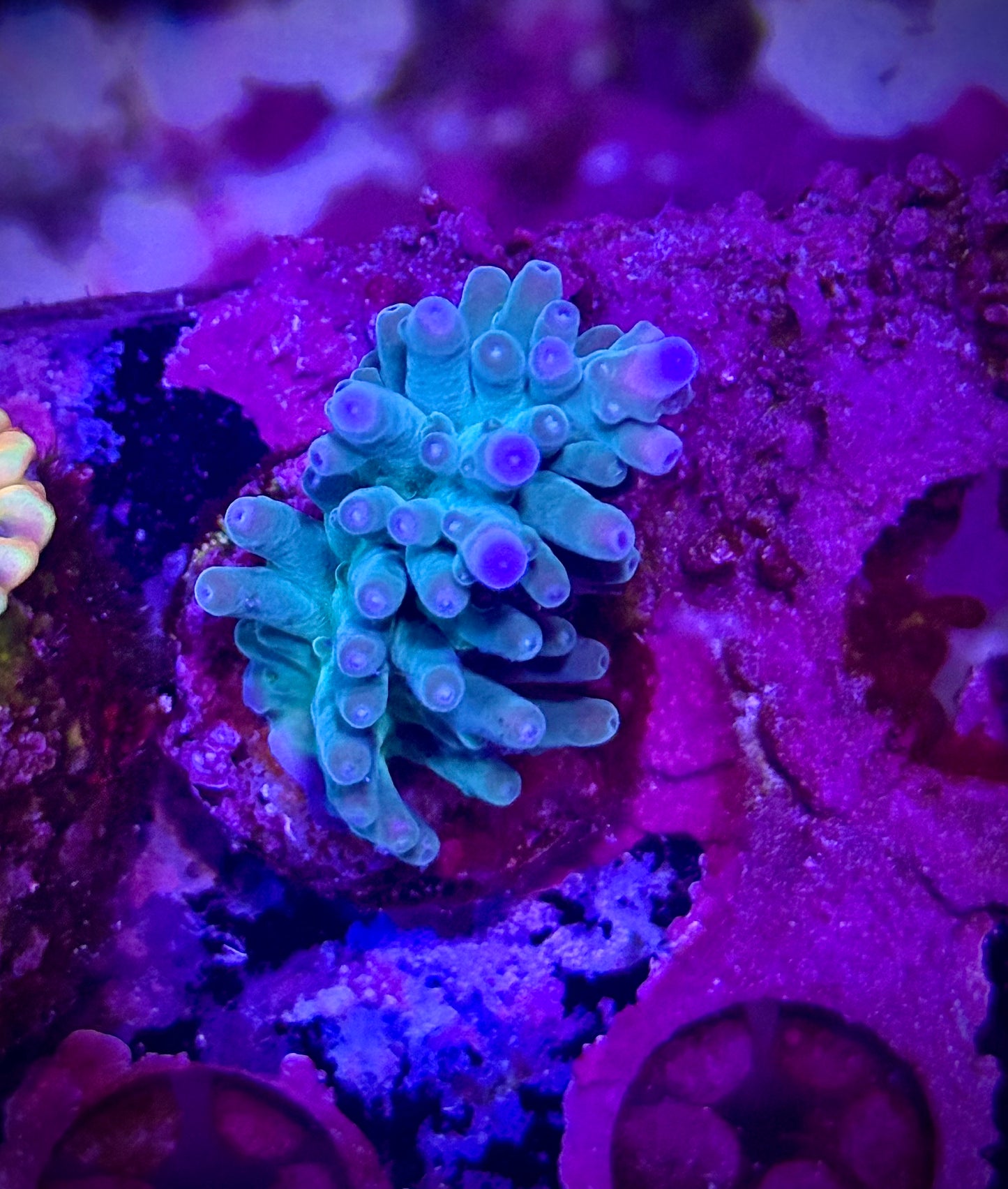 Hawkins Echinata